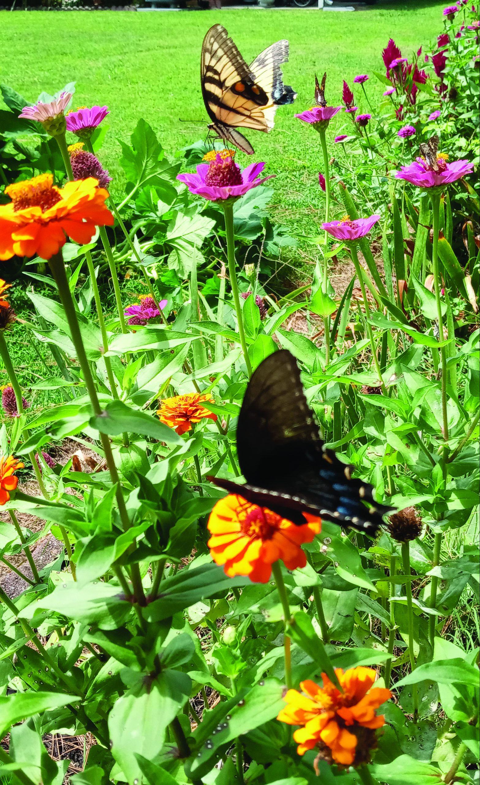flower hudgins 2