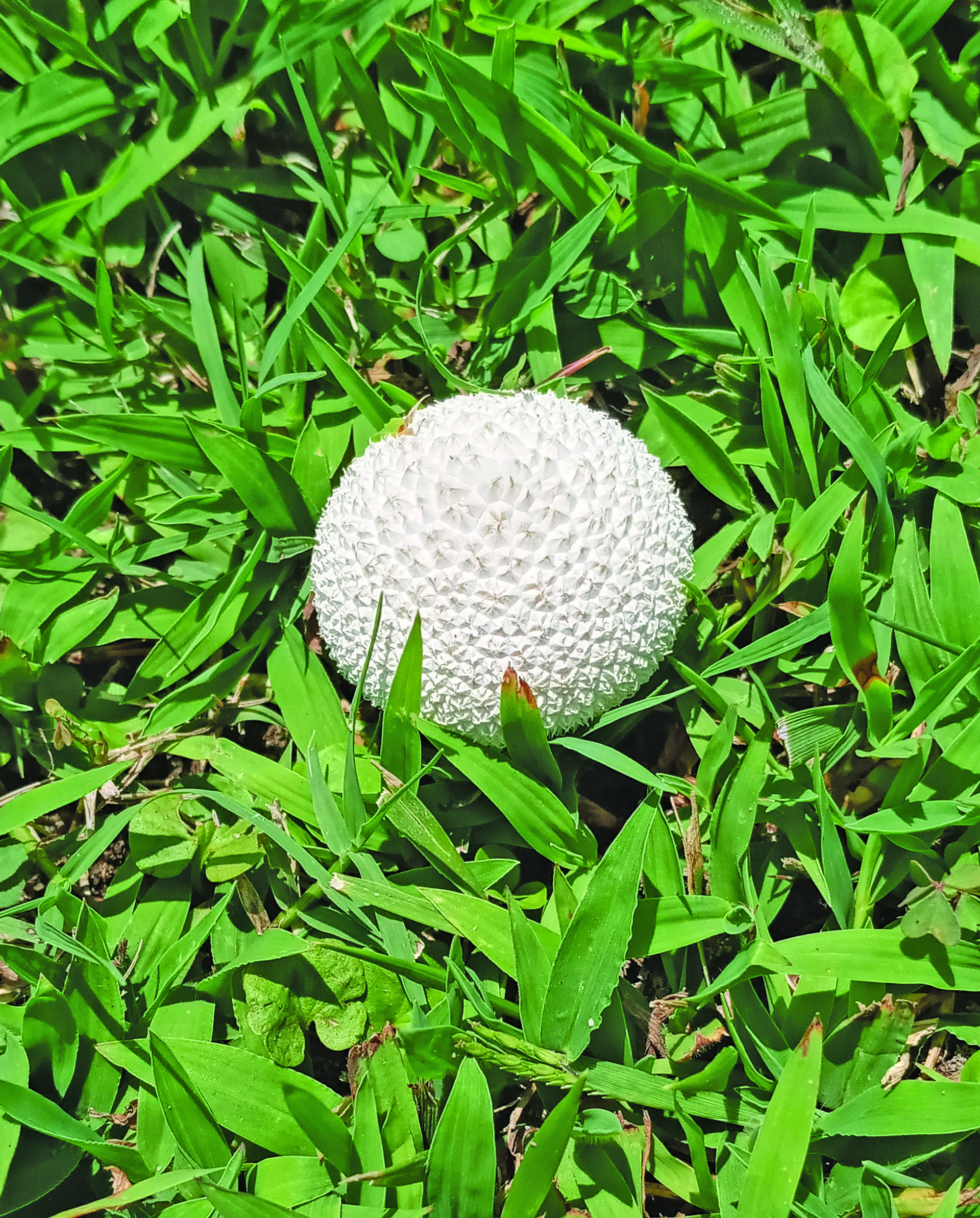 flower hudgins golf ball