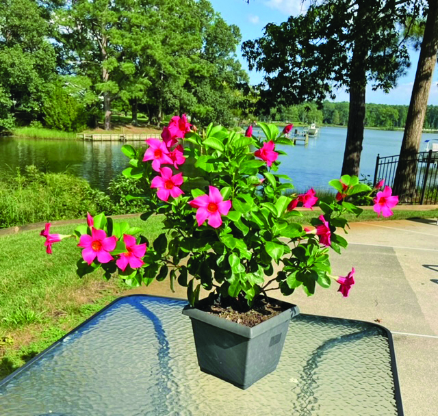 flower mandevilla janet clark hallieford