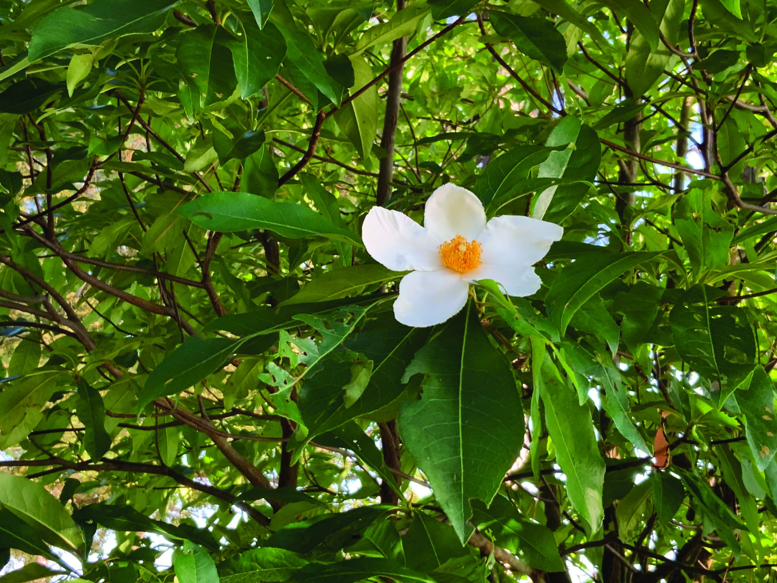 flower moughon Gordonia