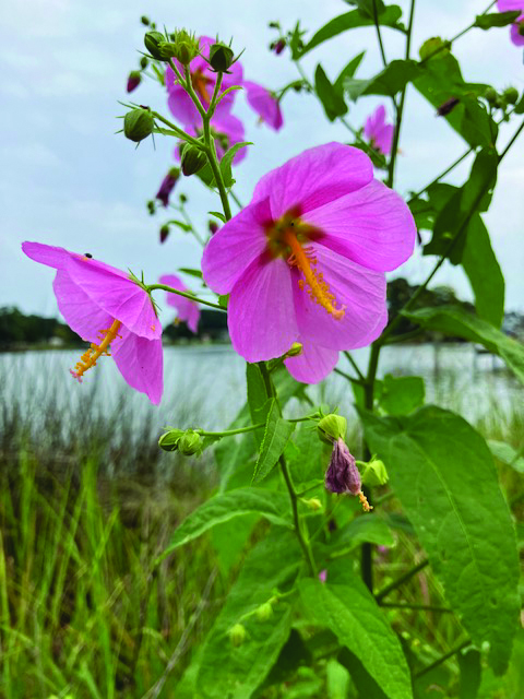 flower vrooman