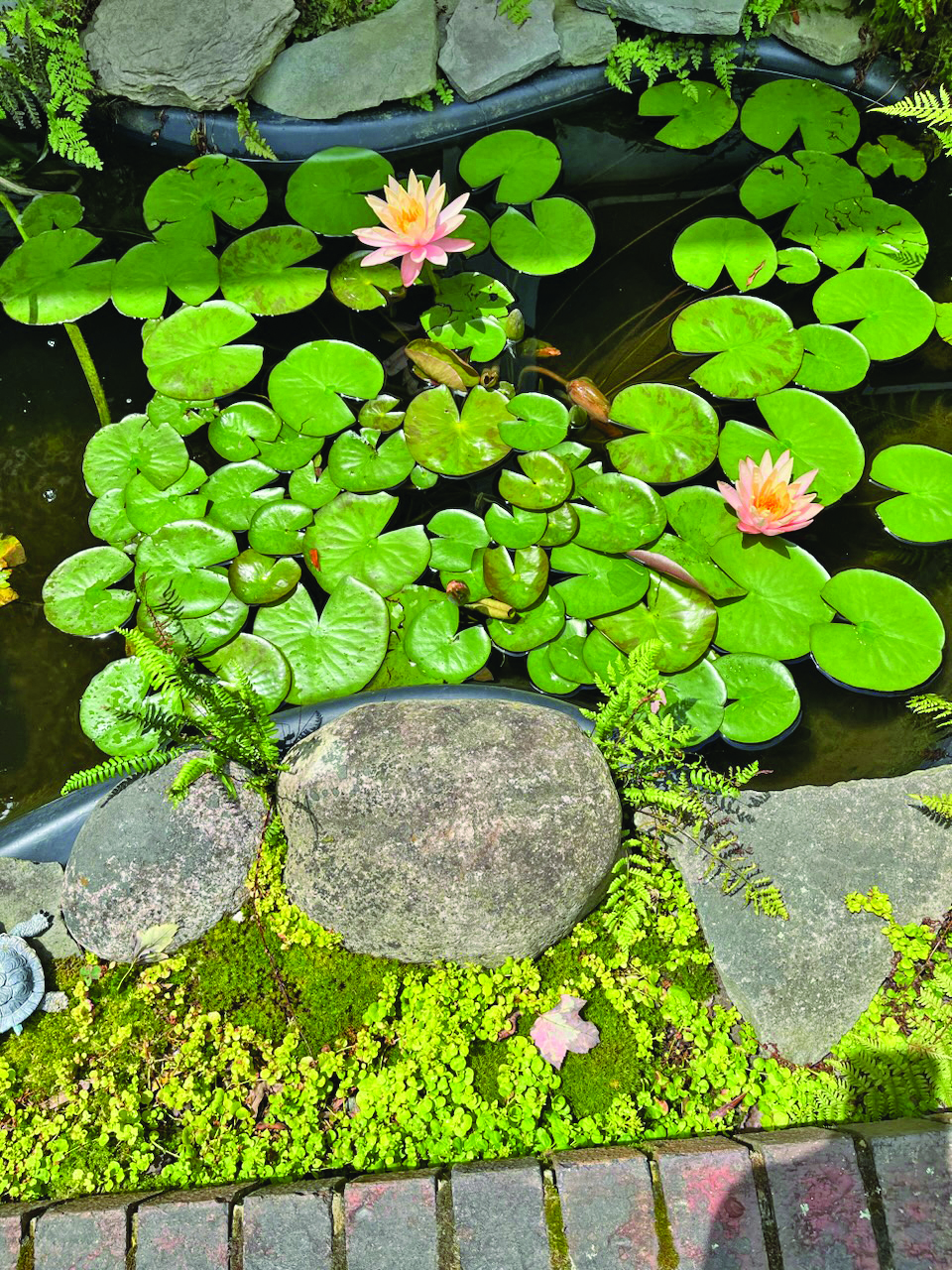 flower water lily wodnizak