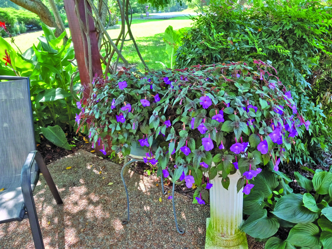 flower wilson