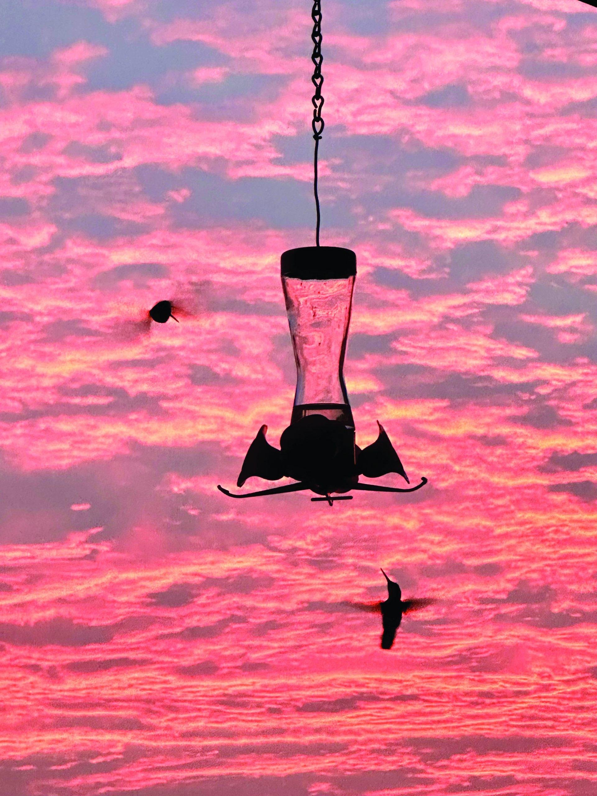 hummingbirhummingbirds tjossem 2ds tjossem 2