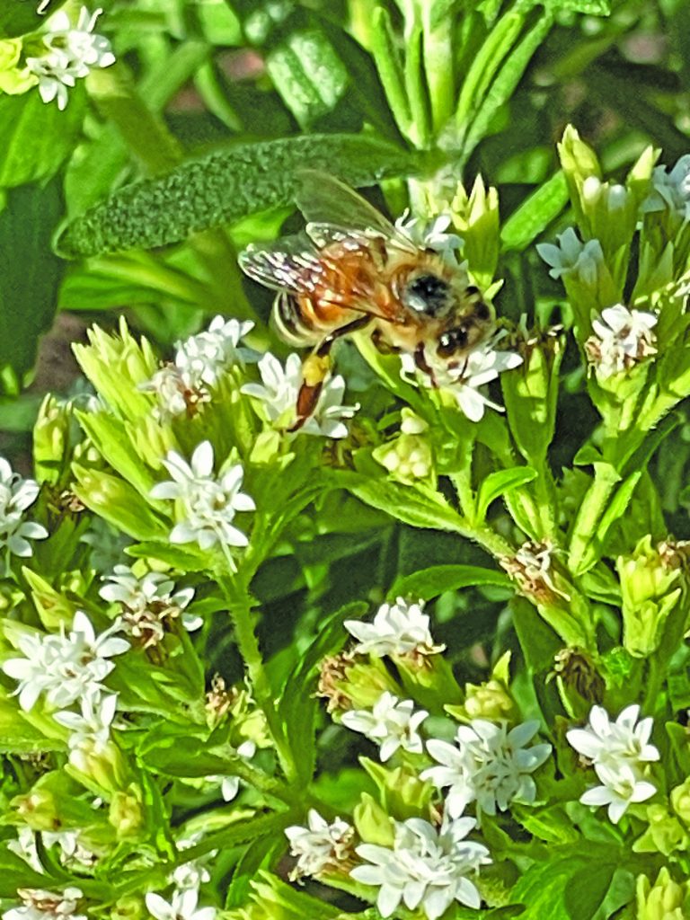 flower battle Honeybee on Stevia