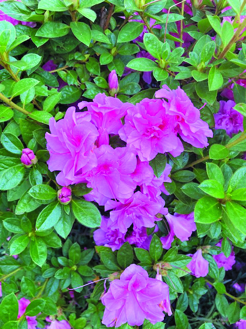 flower cronin