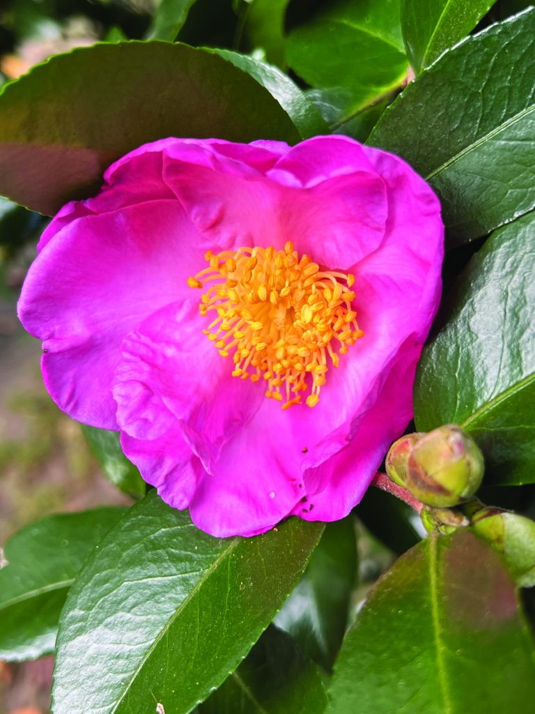 flower hubbard #1