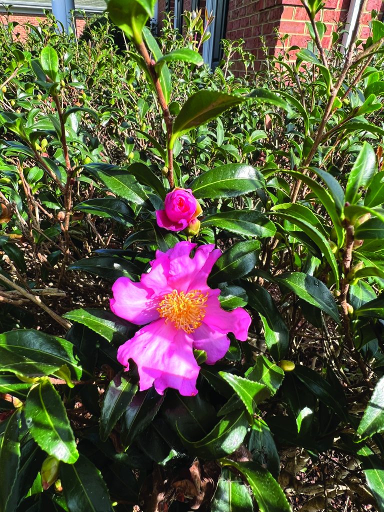 flower hubbard #2