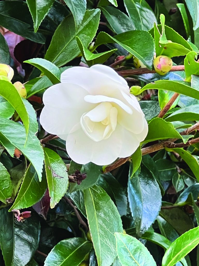 flower hubbard #3