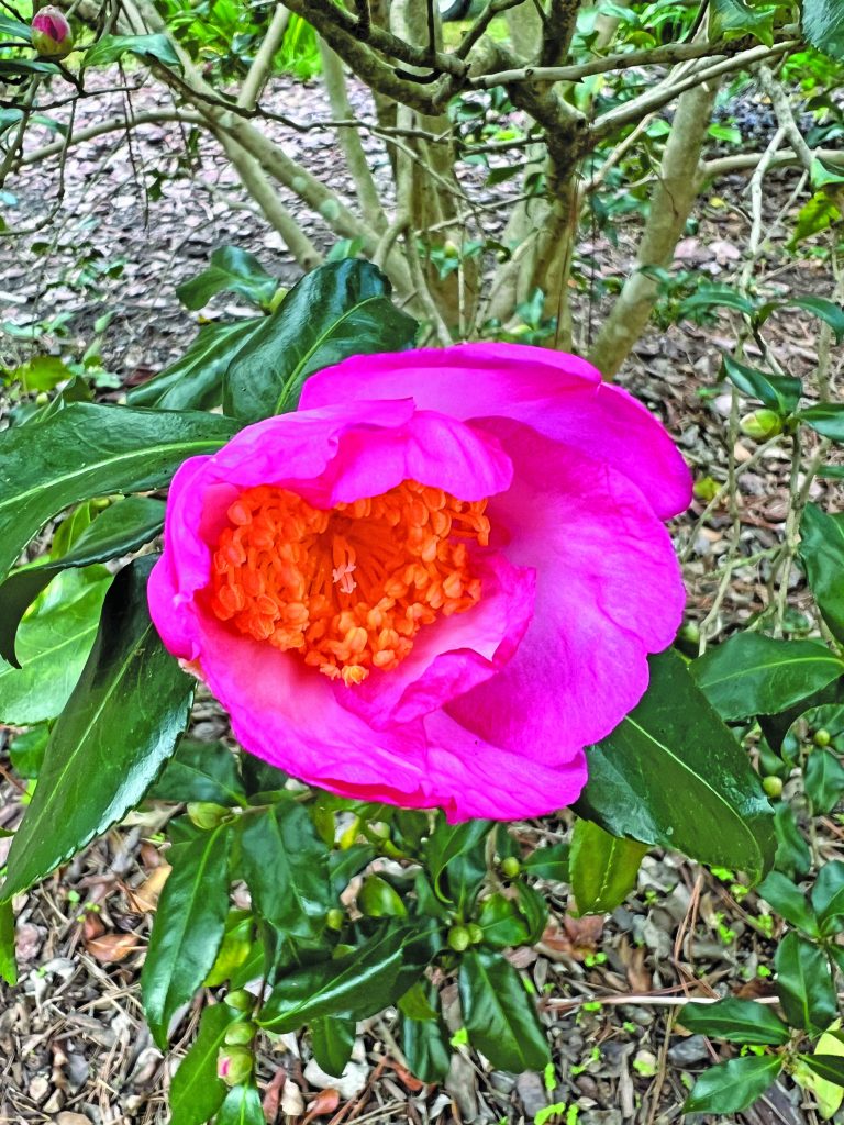 flower hubbard #4