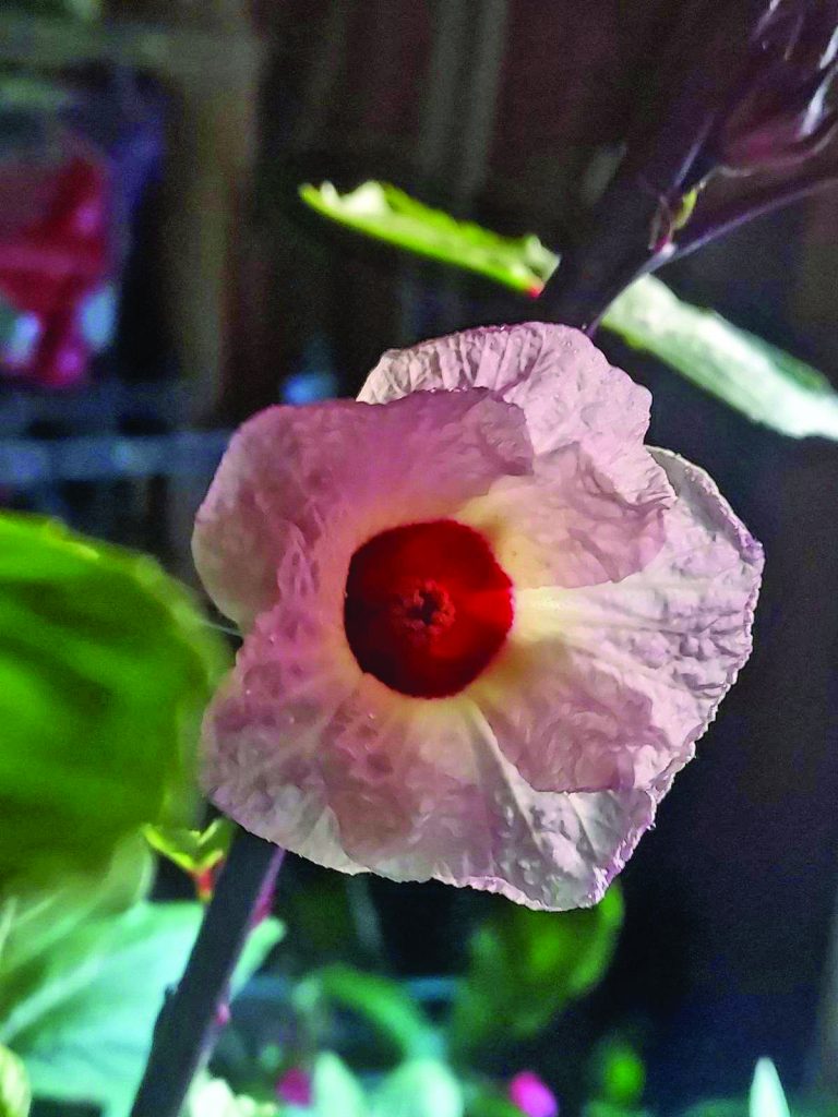 flower neal