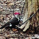 woodpecker dubrino