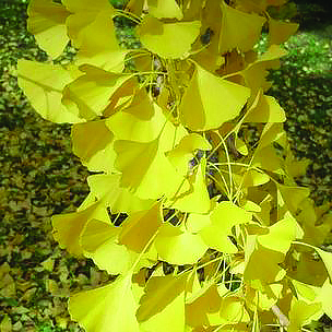 Ginkgo 3