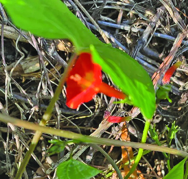edit-flower-dalgety