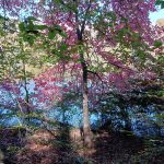 fall color shields