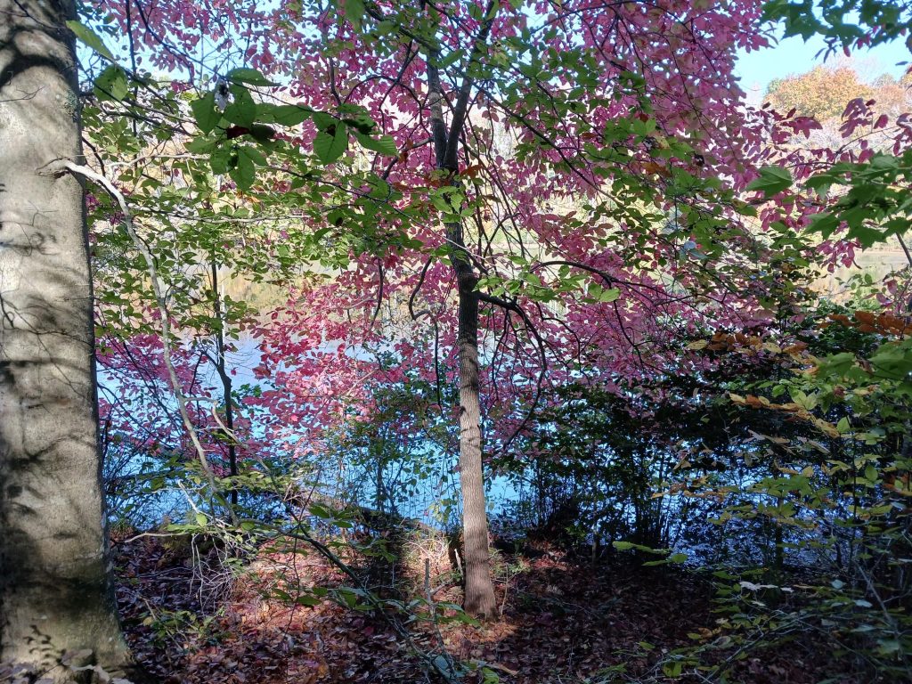 fall color shields