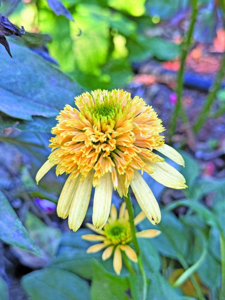 flower hare Coneflower Lemon Drop