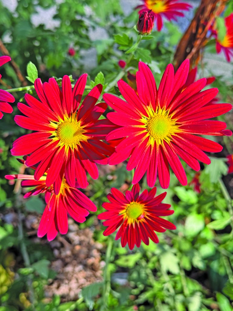 flower hare Garden Mums