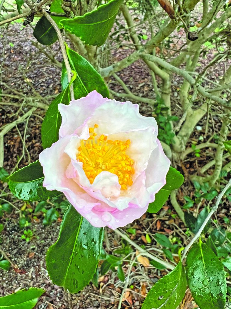flower hubbard Daydream