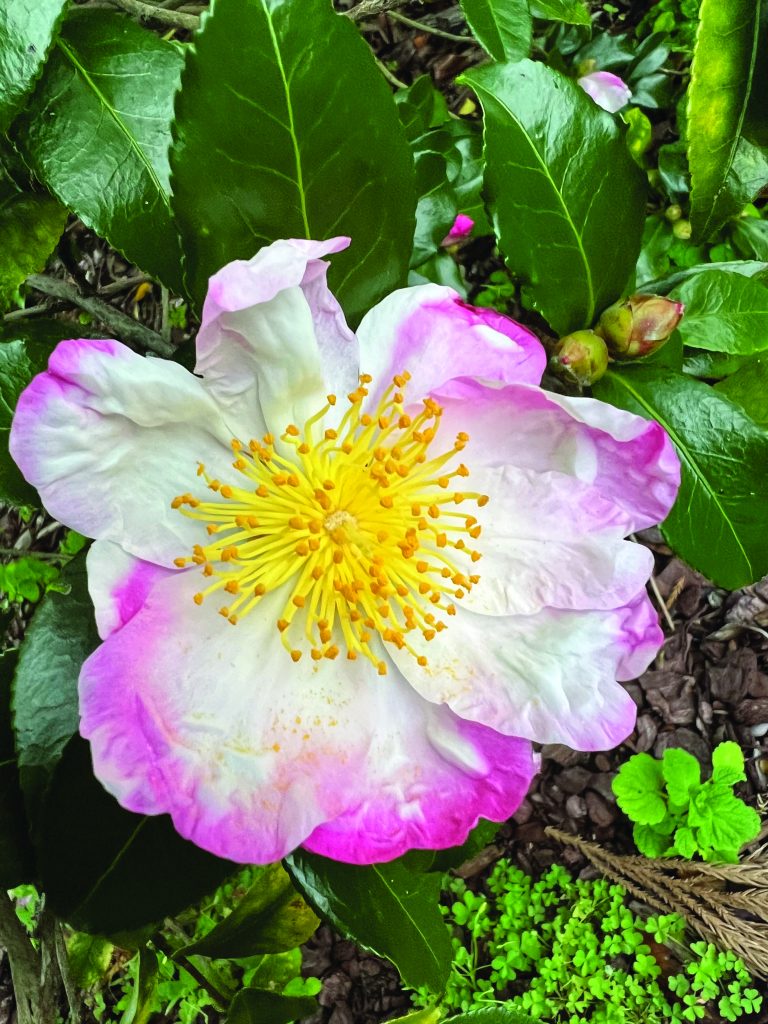 flower hubbard Hanna-Jiman