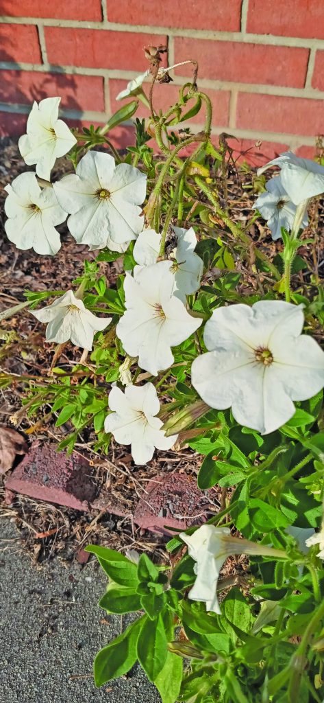 flower hudgins 2