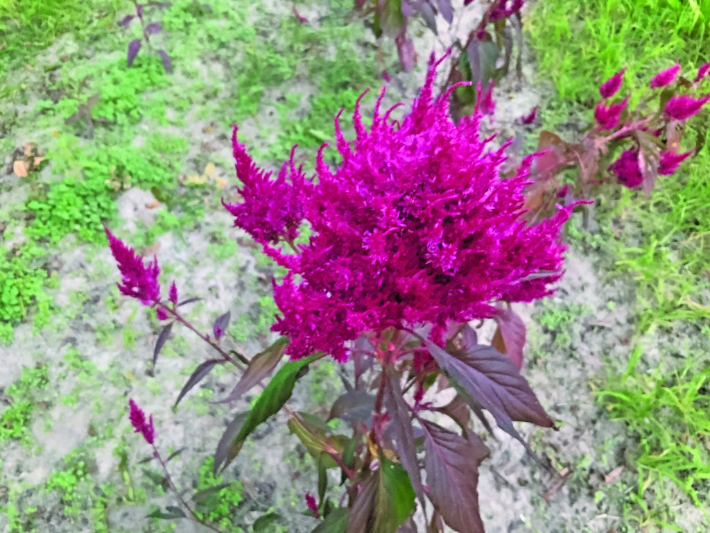 flower moughon (3)