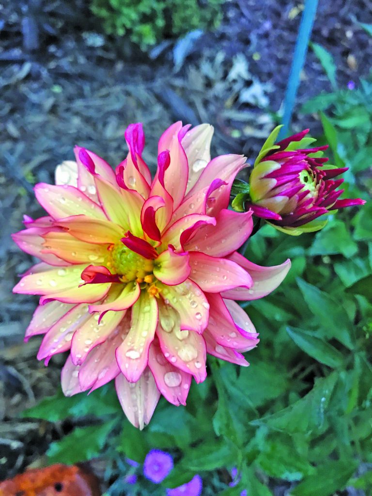 flower oh