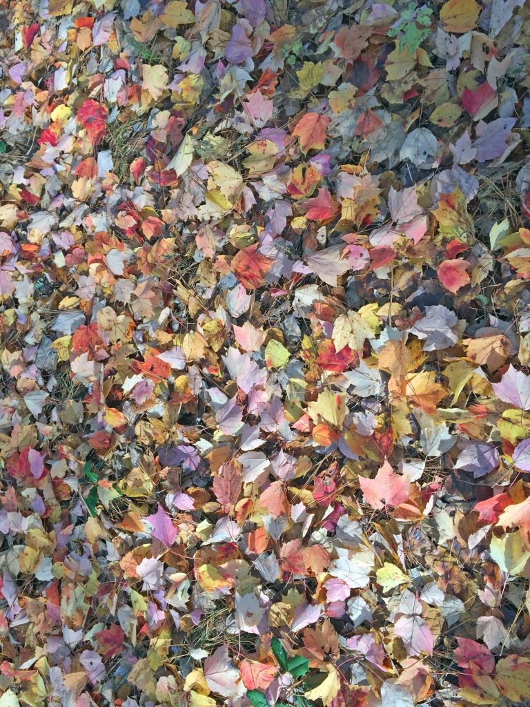 leaves bourne