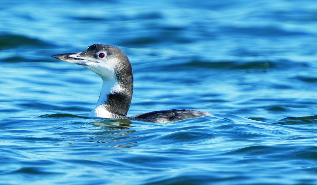 loon waldrop (2)