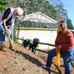 community daffodils at tc walker