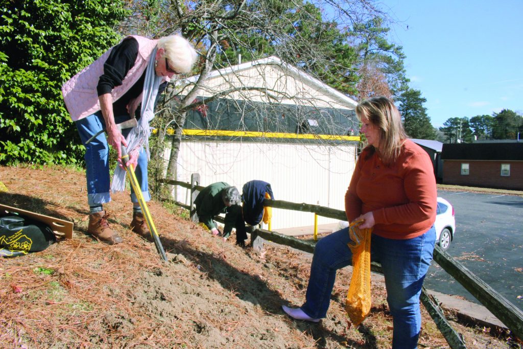 community daffodils at tc walker