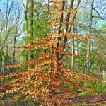 community garden trees in winter