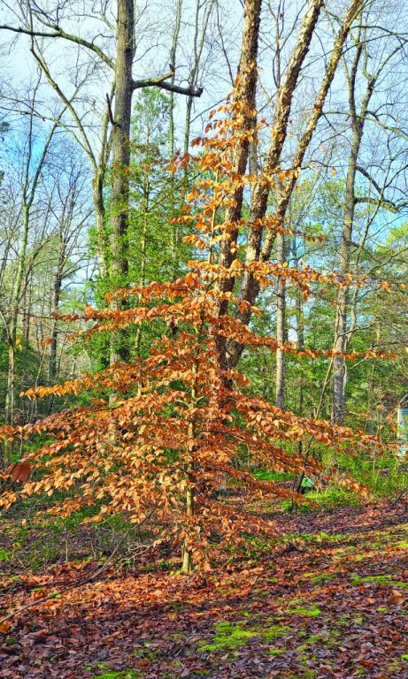 community garden trees in winter