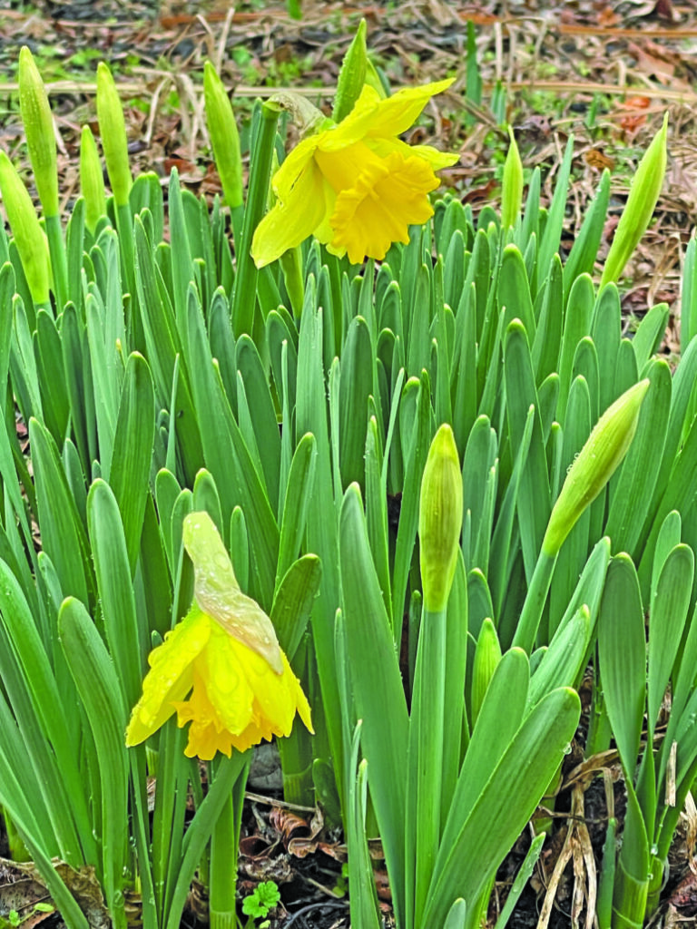 flower battle daffodil