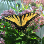 Eastern Tiger Swallowtail on Joe-Pye weed