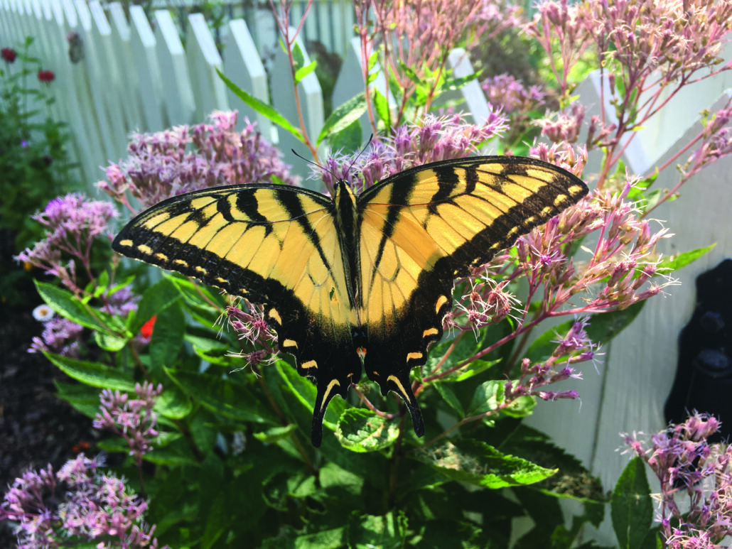 Eastern Tiger Swallowtail on Joe-Pye weed