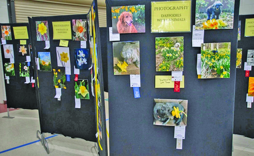 community daffodil show photography