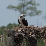 point ospreys