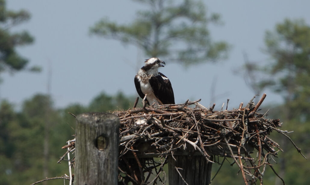 point ospreys