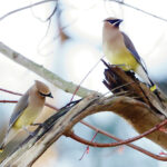 1a cedar waxwings