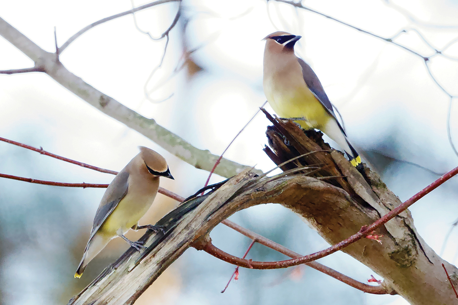 1a cedar waxwings