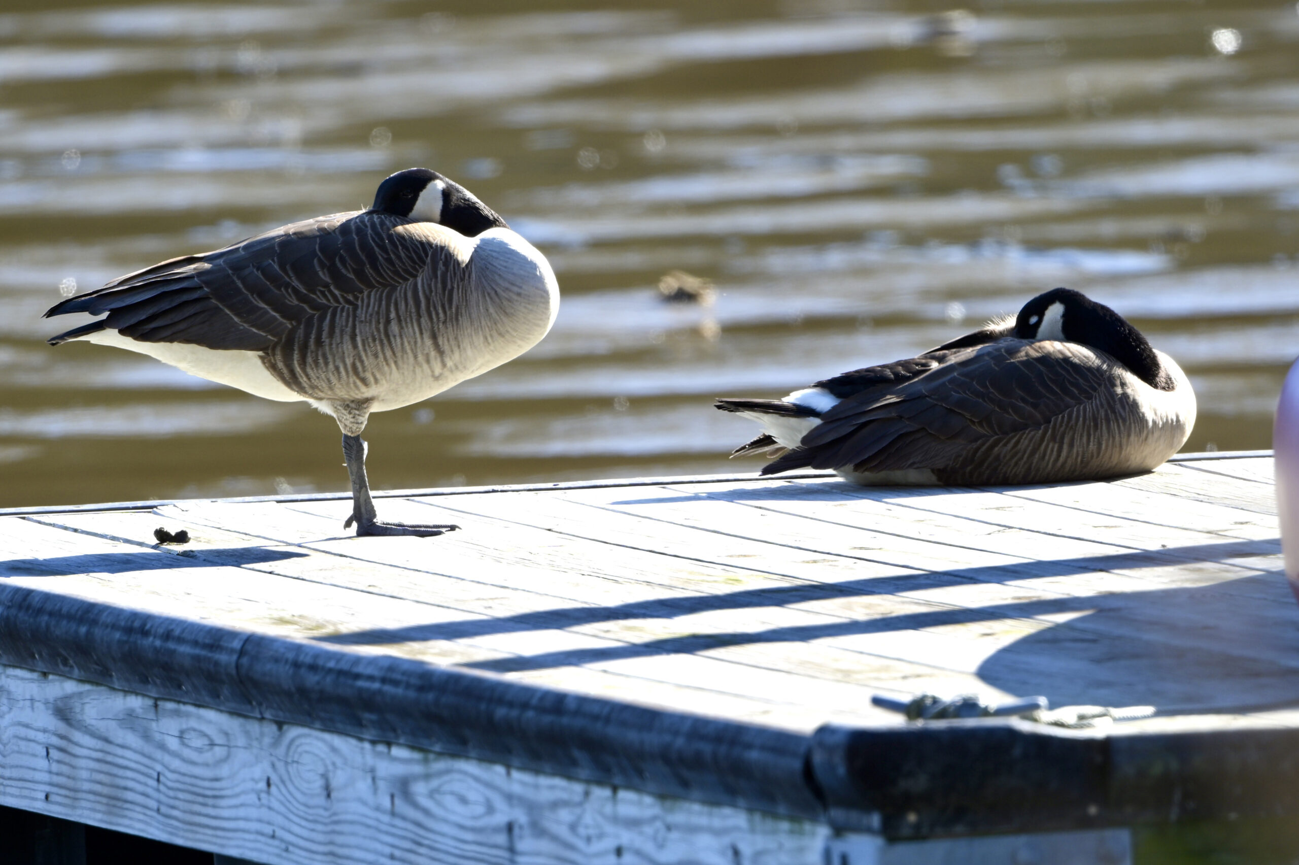 1a goose napping