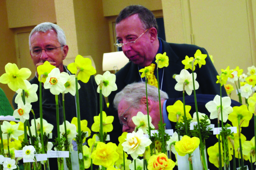 community daffodil show english judge 1