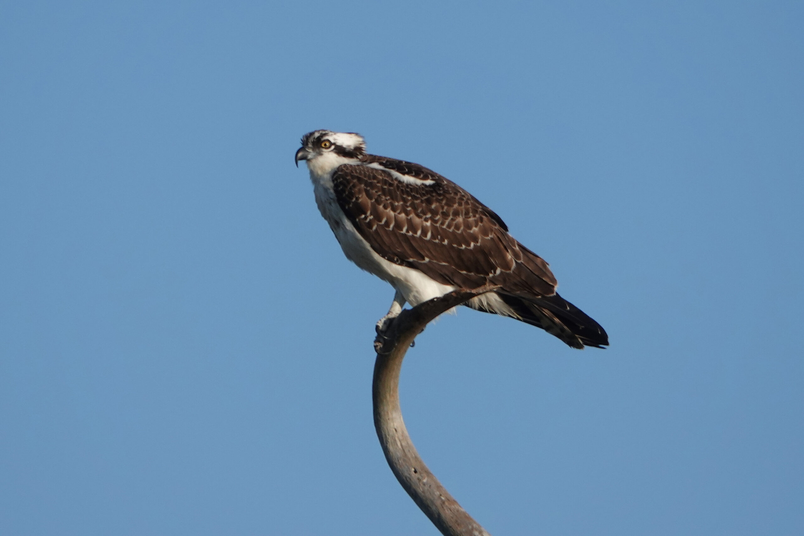 point osprey watch