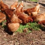 spring farmette crawford chickens