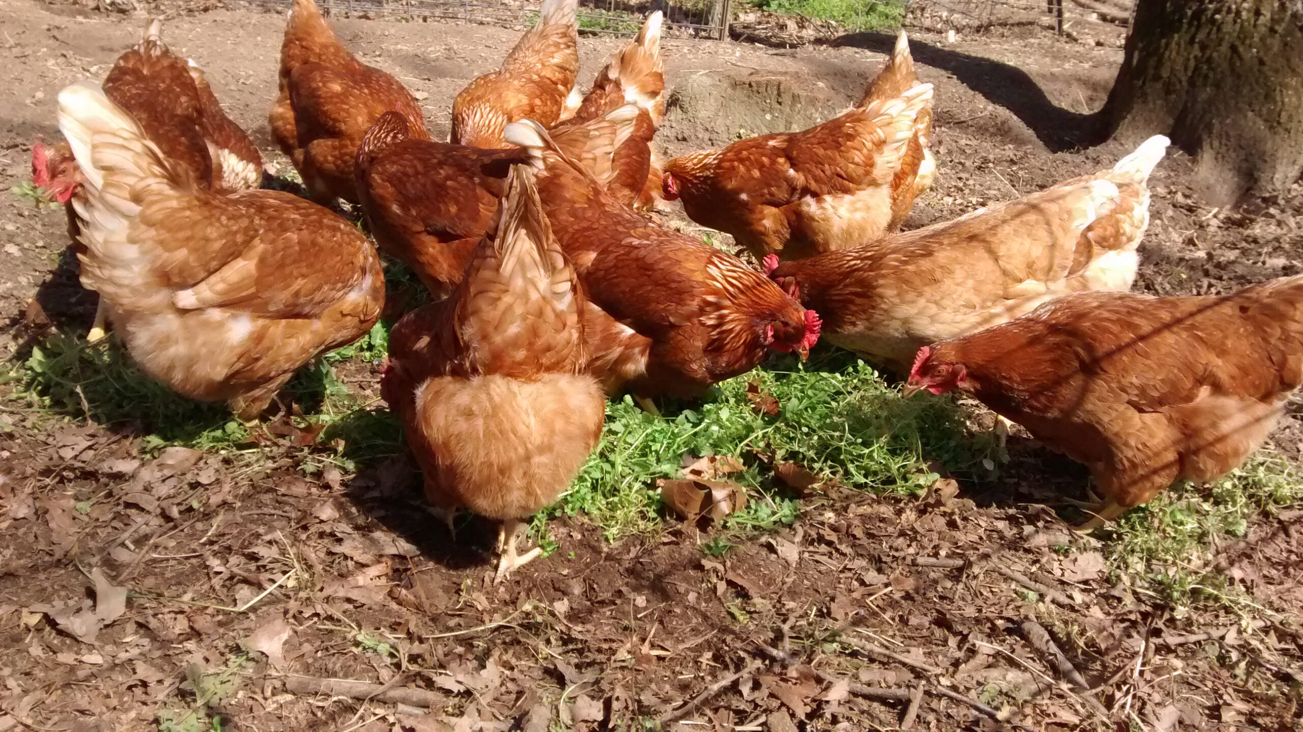spring farmette crawford chickens