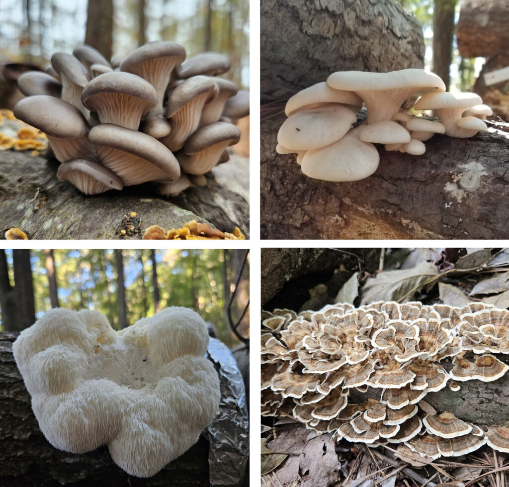 spring section mush love 6 mushroom composite
