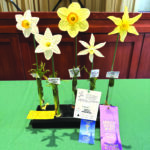 community daffodil award ceci brown