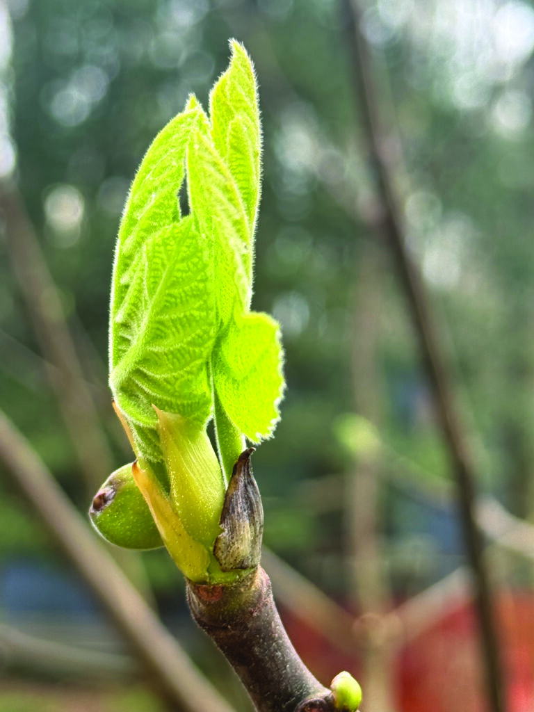 flower borja fig tree blossoms