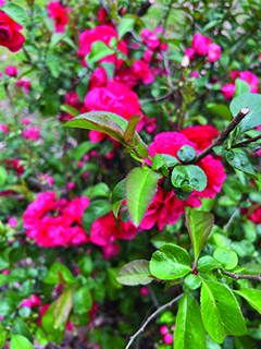 flower etc slavnik Japanese Quince